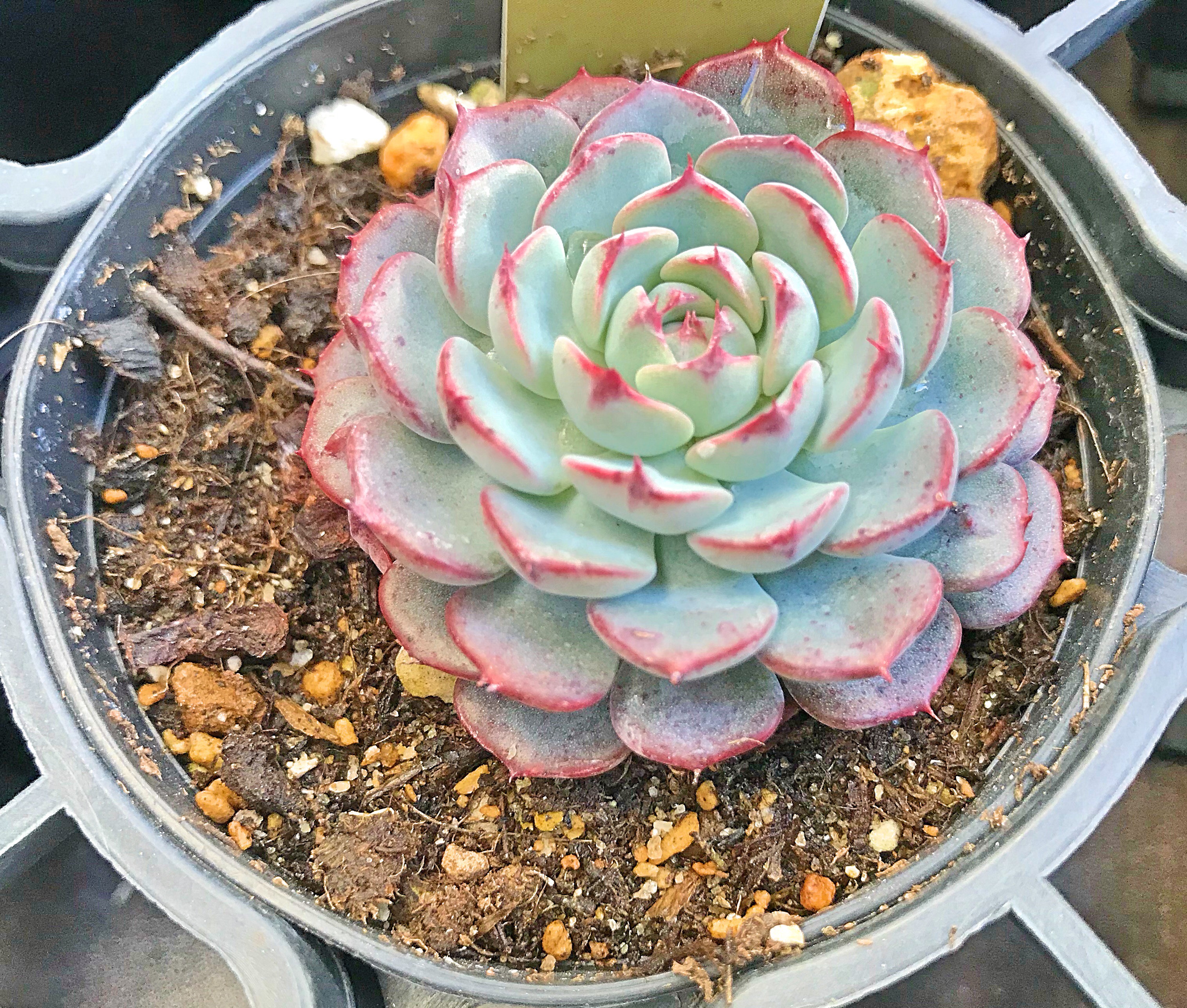 多肉植物❤レア❤ハッピー❤抜き苗 多肉植物❤レア❤ハッピー❤抜き苗