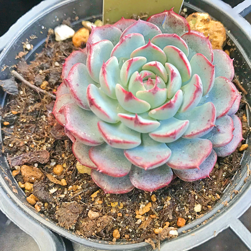 多肉植物❤レア❤ハッピー❤抜き苗