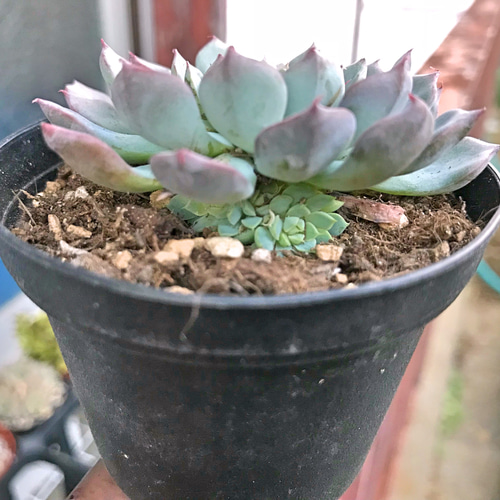 多肉植物❤レア❤ハッピー❤抜き苗 1_c2fb74f7cc16e586e946c0c605ab