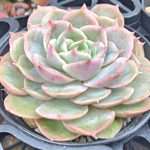 オウンスロー☆エケベリア☆多肉植物 その他素材 プクニク 通販