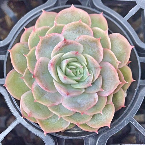 オウンスロー☆エケベリア☆多肉植物 その他素材 プクニク 通販