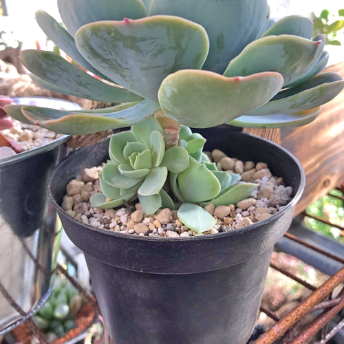 七福神☆群生☆エケベリア☆大株☆多肉植物☆優良株 その他素材