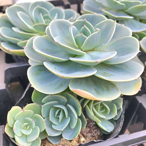 七福神☆群生☆エケベリア☆大株☆多肉植物☆優良株 その他素材
