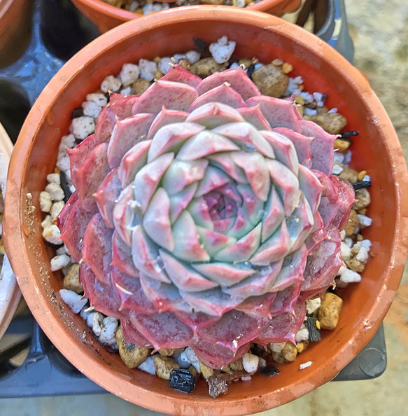 セグリッドピーチ☆エケベリア☆韓国苗☆多肉植物 その他素材 プクニク 