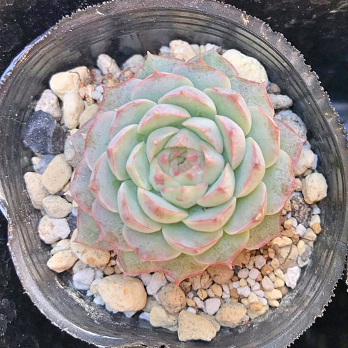 セグリッドピーチ☆エケベリア☆韓国苗☆多肉植物 その他素材 プクニク 