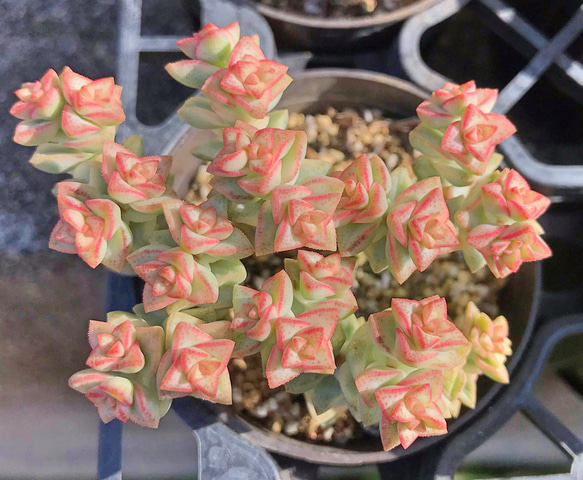 多肉植物　エケベリア　クラッスラ パステル　抜き苗 多肉植物 エケベリア クラッスラ パステル 抜き苗 - メルカリ