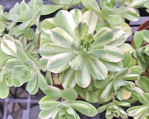80#多肉植物アエオニウム錦❤️ ブードゥー糸引き錦 ❤️1大頭