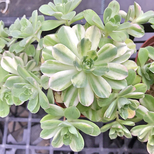 多肉植物 アエオニウム voodoo錦 ブードゥー錦 極上 愛染錦