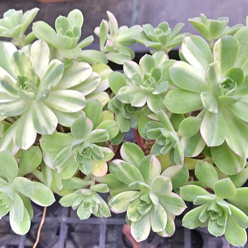 32#多肉植物アエオニウム錦❤️白月光❤️12頭26cm拔き苗 Amazon.co.jp: ！！多肉植物 孔雀白錦 大苗 極太幹 レア苗