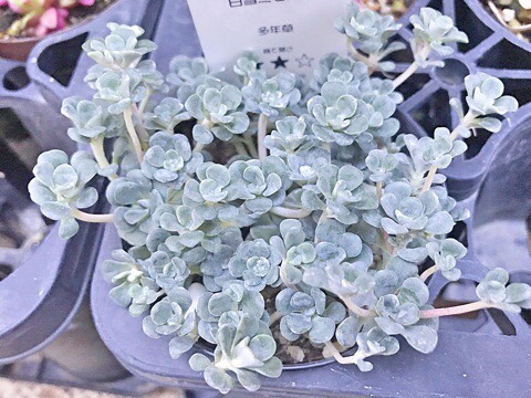白雪ミセバヤ☆セダム☆多肉植物 その他素材 プクニク 通販 7000515