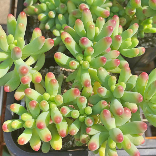 乙女心☆セダム☆群生☆多肉植物 その他素材 プクニク 通販 7000517