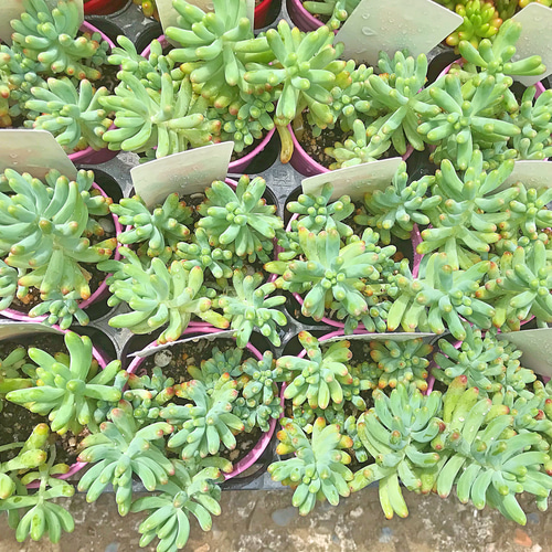 乙女心☆セダム☆群生☆多肉植物 その他素材 プクニク 通販 7000517