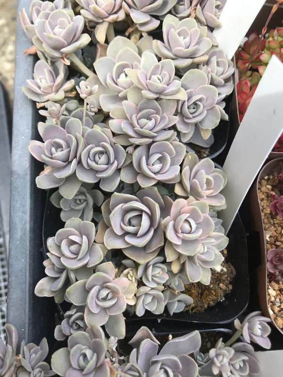 子持ち蓮華錦☆多肉植物 その他素材 プクニク 通販 7424935
