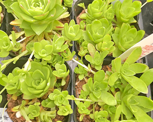 薄紅蓮華☆オロスタキス☆2号☆多肉植物 その他素材 プクニク 通販 