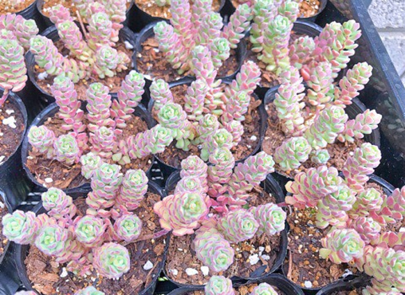 スプリングワンダー☆セダム☆2号☆多肉植物 その他素材