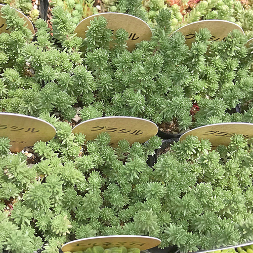 多肉植物 グラシル☆セダム☆2号☆多肉植物 その他素材 プクニク 通販 7515094