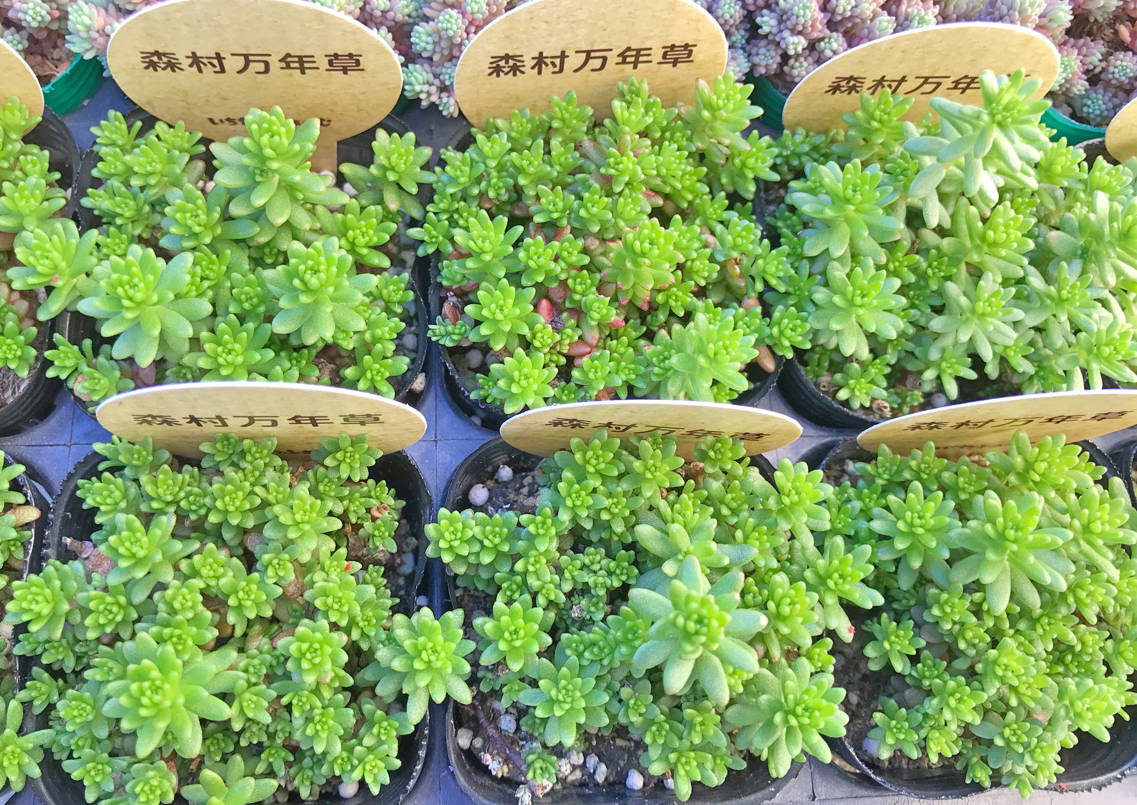 完売　　森で完全野生化！【朧月＊森村万年草】インドの可愛い鉢植え＊大小セットで！