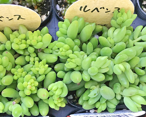 ルベンス☆セダム☆2号☆多肉植物 その他素材 プクニク 通販