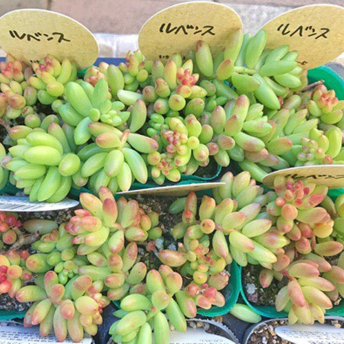ルベンス☆セダム☆2号☆多肉植物 その他素材 プクニク 通販 7515148