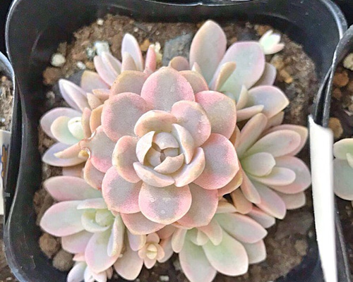 子持ち蓮華錦☆多肉植物 その他素材 プクニク 通販 7745755｜Creema