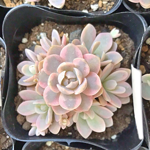 子持ち蓮華錦☆多肉植物 その他素材 プクニク 通販 7745755｜Creema