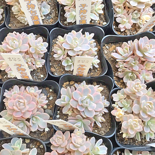 子持ち蓮華錦☆多肉植物 その他素材 プクニク 通販 7745755｜Creema