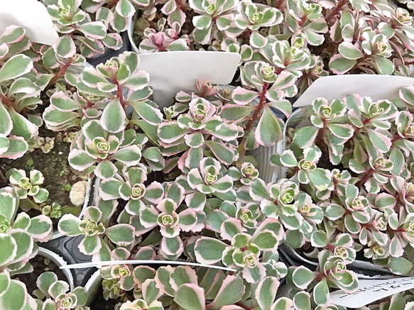トリカラー☆セダム☆多肉植物 その他素材 プクニク 通販 7745758 