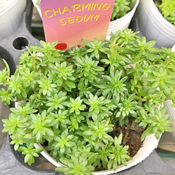 モリムラマンネングサ セダム 2.5号 2個セット 多肉植物 その他素材