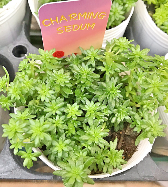 完売　　紅葉中！森で野生化超絶ワイルド【モリムラマンネングサ】セダム＊多肉植物 完売 紅葉中！森で野生化超絶ワイルド【モリムラマンネングサ】セダム