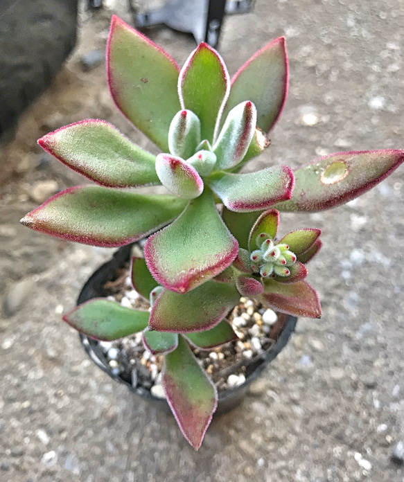 ハムシー エケベリア 多肉植物 その他素材 プクニク 通販 8195195