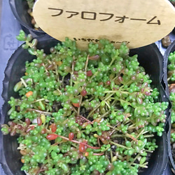 ファロフォーム セダム 多肉植物 その他素材 プクニク 通販 8259612 