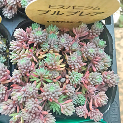 ヒスパニクムプルプレア セダム 多肉植物 その他素材 プクニク 通販