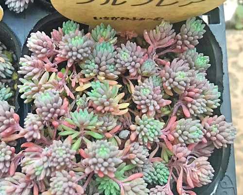 多肉植物　セダム　ヒスパニカムプルプレア　100カット 多肉植物】銅葉セダム・ヒスパニカム 『プルプレア』 | すべての