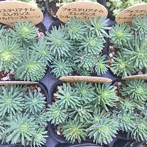 フォステリアナムエレガンスシルバーストーン セダム 多肉植物