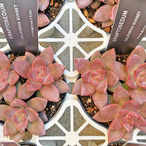 カリフォルニアサンセット 多肉植物 その他素材 プクニク 通販 8290271