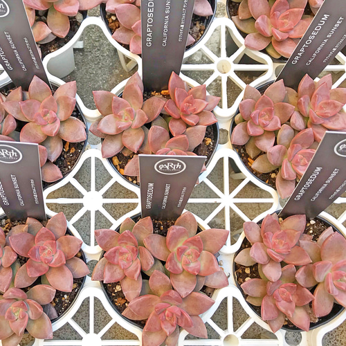 カリフォルニアサンセット 多肉植物 その他素材 プクニク 通販 8290271