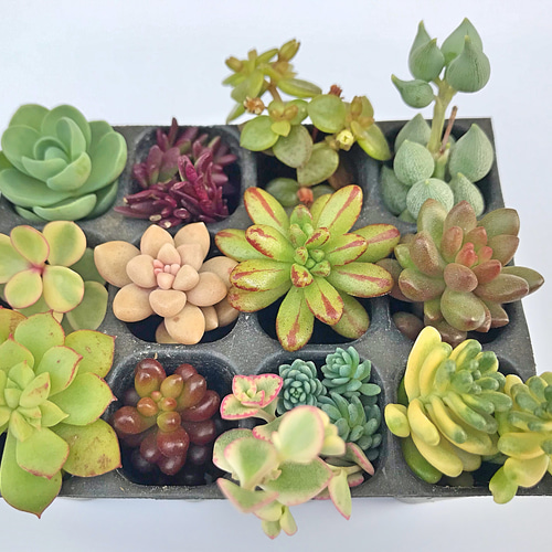 No.461 ❁ブルーミニマ❁ カット苗 多肉植物 寄せ植え No.461 ❁ブルー