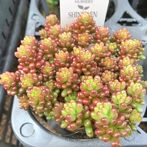 専用‼︎多肉植物^o^ 盛り盛り❣️ピンクベリー 専用‼︎多肉植物^o^ 盛り盛り❣️ピンクベリー 【公式通販】