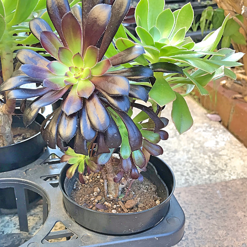 黒法師 2色技 大株 多肉植物 その他素材 プクニク 通販 8539486 