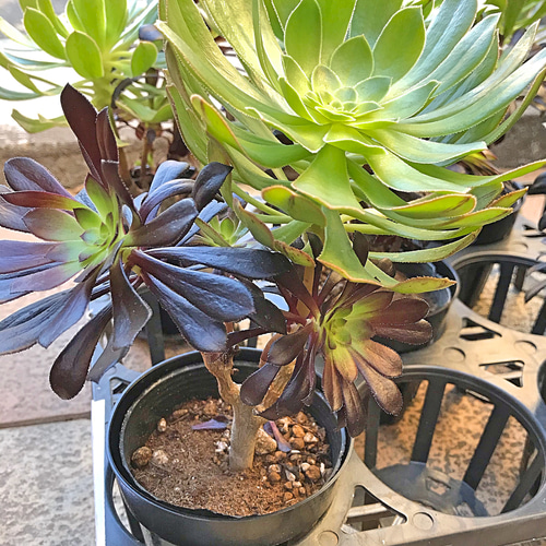 黒法師 2色技 大株 多肉植物 その他素材 プクニク 通販 8539486 