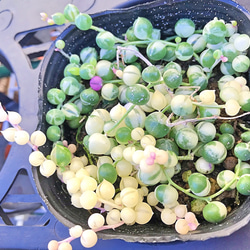 斑入りグリーンネックレス 多肉植物 その他素材 プクニク 通販
