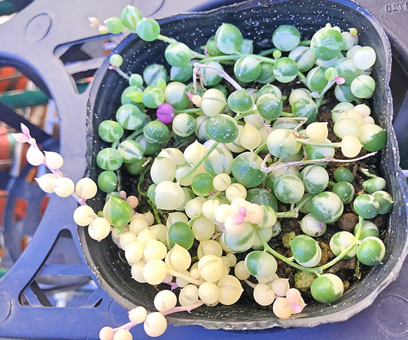 斑入りグリーンネックレス 多肉植物 その他素材 プクニク 通販