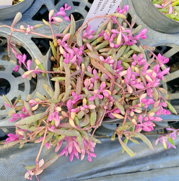 入荷予定なし】希少種 斑入りルビーネックレス 大株 多肉植物 その他
