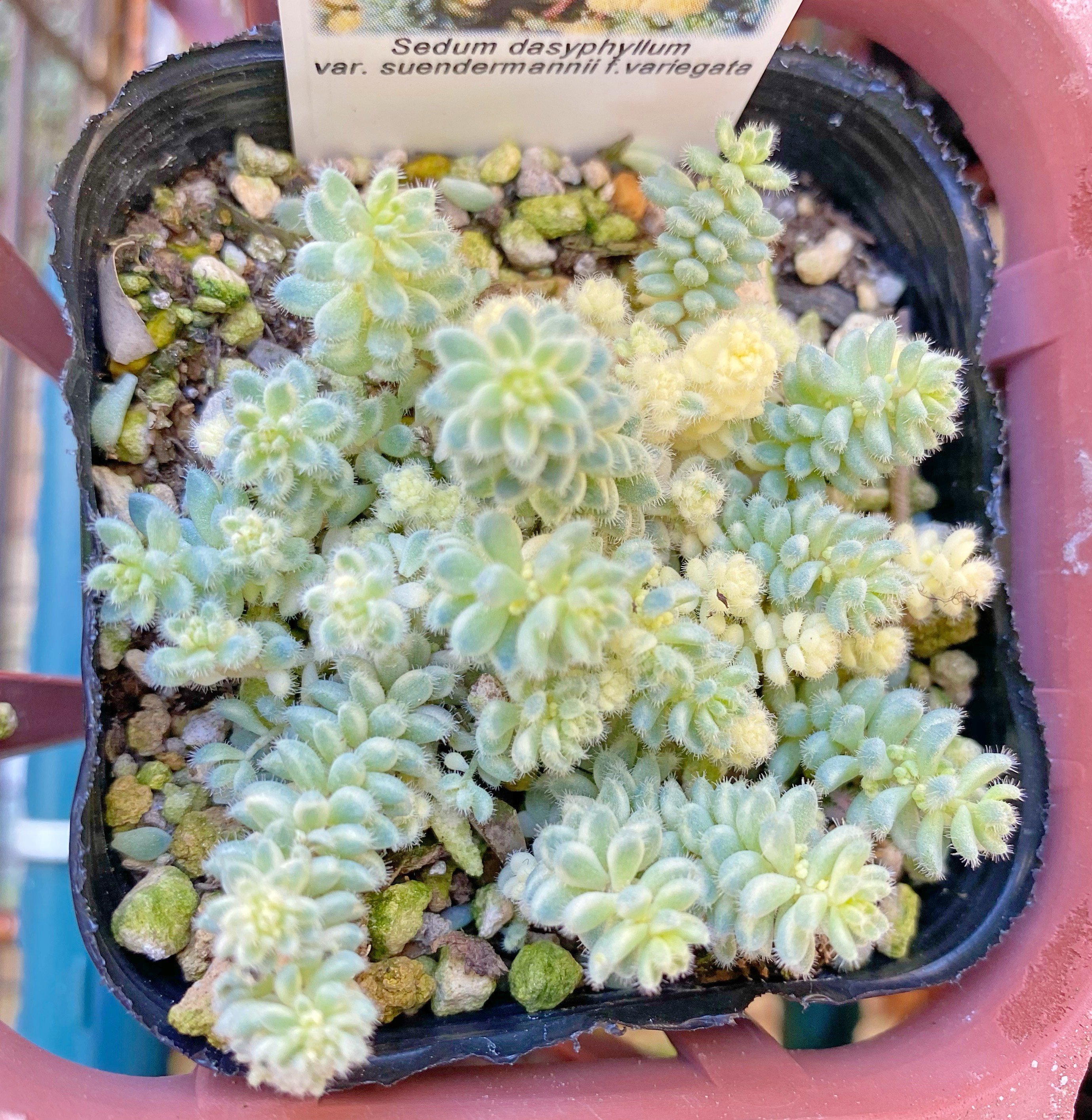 多肉植物 クリーム玉蛋白※カット※葉挿し※種※もけもけ～レアセダム～玉