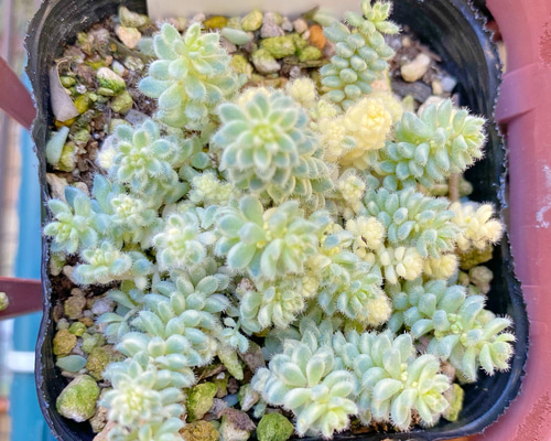 多肉植物激レアセダムクリーム玉蛋白5カット(カットに付き根っこ有りません