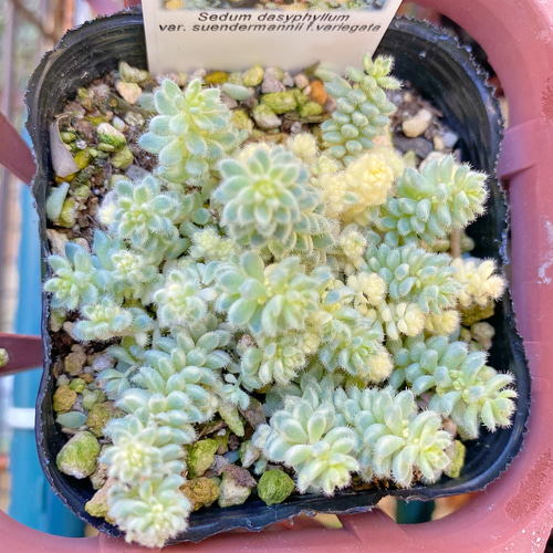 クリーム玉蛋白 レア種 斑入り 多肉植物 その他素材 プクニク 通販