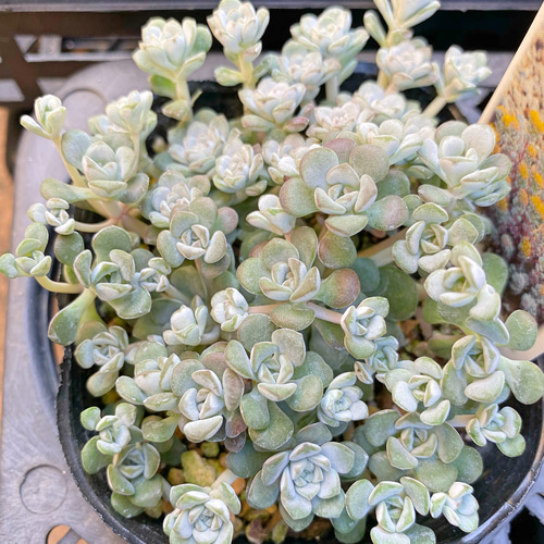 ケープブランコ 白雪ミセバヤ 多肉植物 その他素材 プクニク