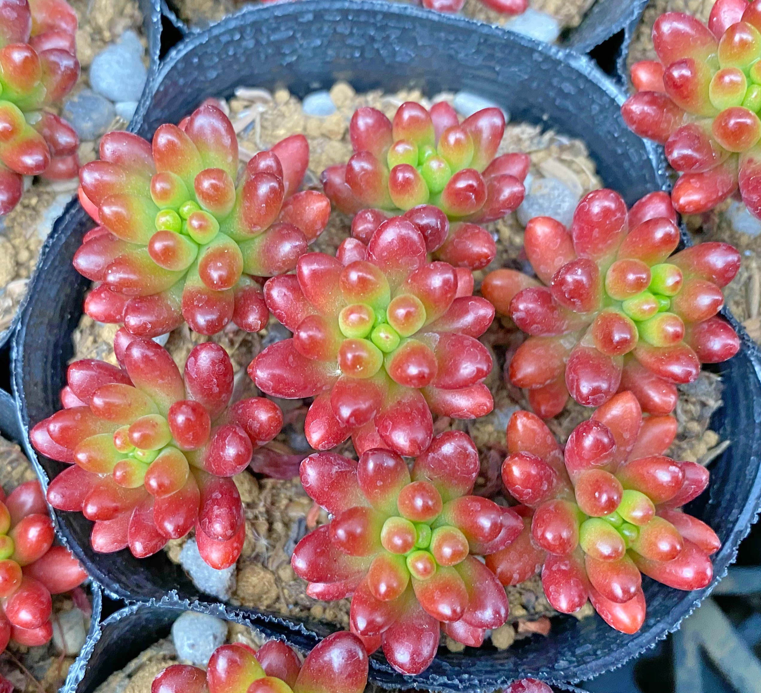 セダム 虹の玉 2.5号ポット 40個入り 【公式通販】