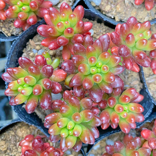 虹の玉 多肉植物 その他素材 プクニク 通販 8946687｜Creema(クリーマ