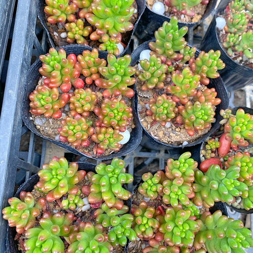 虹の玉 多肉植物 その他素材 プクニク 通販 8946687｜Creema(クリーマ